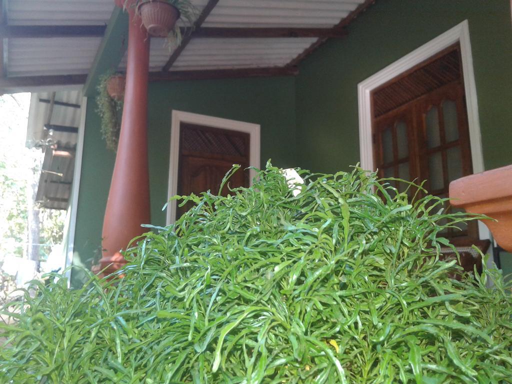 Green Bamboo House Sigiriya Exteriör bild